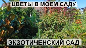 Как здорово поют в саду птицы! Релакс видео\ ЛОТОСЫ , КУВШИНКИ И ДРУГИЕ ЦВЕТЫ В ЮЖНОМ САДУ