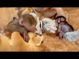 Люська снова пытается ОТКУСИТЬ НОС и ГЛАЗА у мягких игрушек, а Степка полностью повторяет все за н