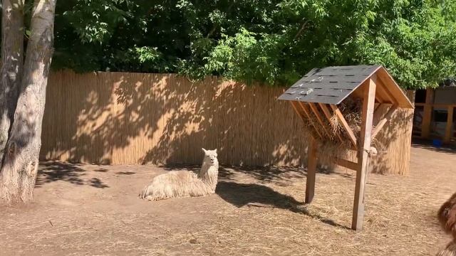 Альпака парк - парк развлечений Сказка (часть 3) смотреть онлайн