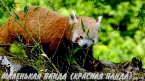 САМЫЕ МИЛЫЕ И ДОБРЫЕ ЖИВОТНЫЕ НА ПЛАНЕТЕ \ ДЕТСКИЙ ЗООПАРК \ ЖИВОТНЫЕ ДЛЯ ДЕТЕЙ \ ЖИВОТНЫЕ В 2К