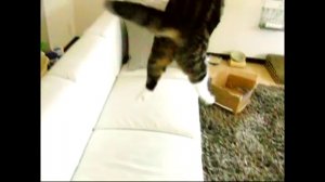 Прыжки кота Мару в замедленной съемке