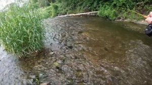 Рыбалка в Литве на Эвронимфинг-Fishing in Lithuania on Evronymphing