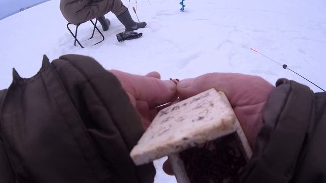 ВОТ такая щука , УРА , а ожидали большего . Рыбалка 2023 Зима рыбалканажерлицы #ловлящукинажерлицы#