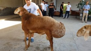 Бараны, овцы Арашан, 2020 год. Кыргыстан. Анвар Рустемов +77017224679(ватцап)