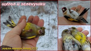 Ловля певчих птиц. Щегол и зеленушки. Catching songbirds. Goldfinch and greenfinch.