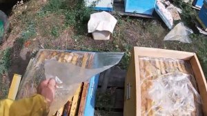 Осенние работы на пасеке.  Сентябрь.