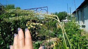 Эремурусы. Внимание после цветения, размножение, правила жизни.
