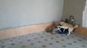 Итлар жанги