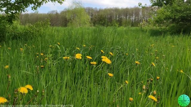 Пение птиц создает гармонию психики, души и тела/Звуки природы/Birdsong/Sounds of nature/Relax