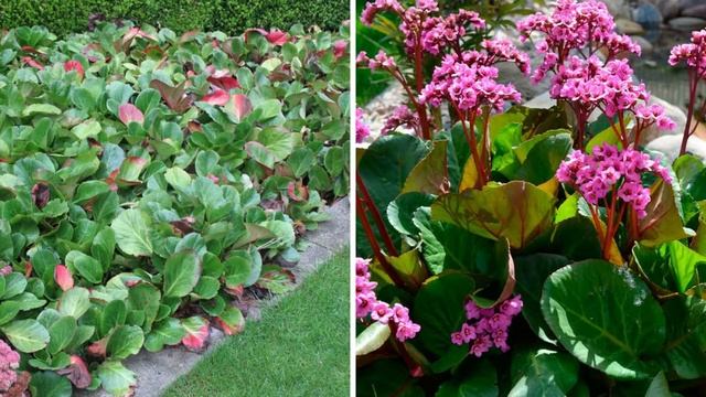 ✅Самые красивые растения для украшения забора на даче. Посадите эти цветы возле забора! смотреть онлайн