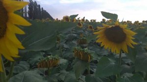 Гибрид подсолнуха красивый,но не особо медоносный в нашей жаркой степи.