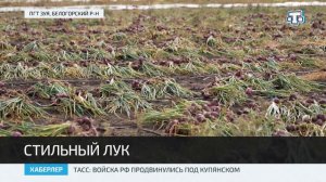 В Крыму приступили к массовой уборке ялтинского лука