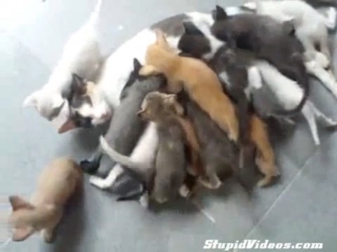 Многодетная семья :)