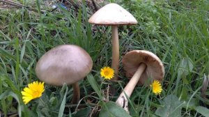 Mushrooms - Setas 35. Volvariella gloiocephala 2