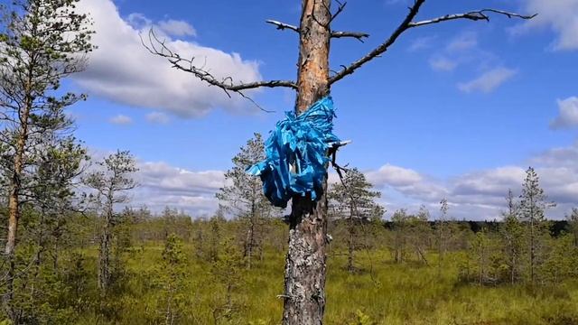 Поход на озеро Вялье. Мшинские болота. Сбор грибов. Ленобл 2020.