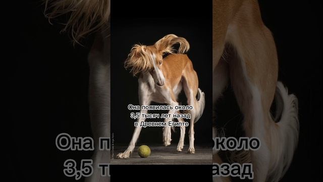 Самая старая собака | борзые | #shorts #собака #животные