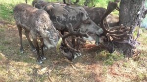 Плато Оконон. У жизни таёжной своя красота