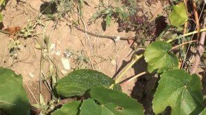 Виноград в Сибири. Выращивание винограда в Красноярске