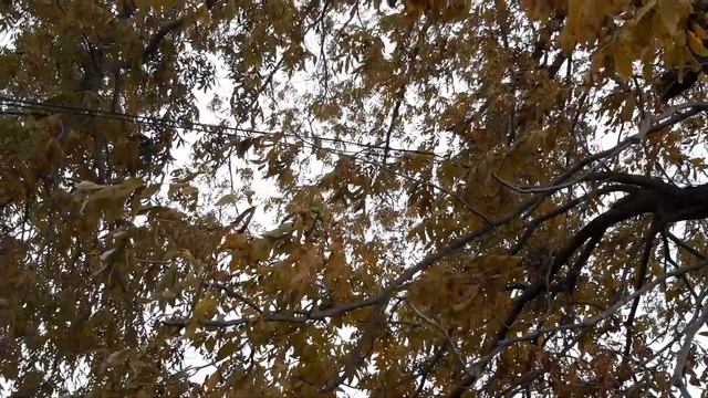 Пекан в Крыму растет смотреть онлайн