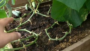 Огурец. Кривые огурчики? Засыхают завязи? Что делать в этом видео.