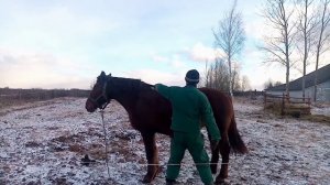 Утренний обход. Лошадь болела.