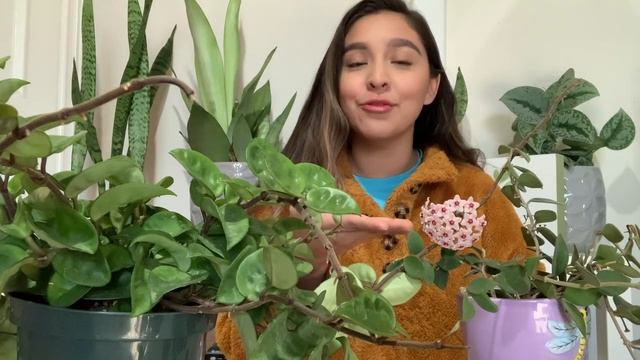 How to get Hoyas to Flower! | Hoya Care Tips смотреть онлайн