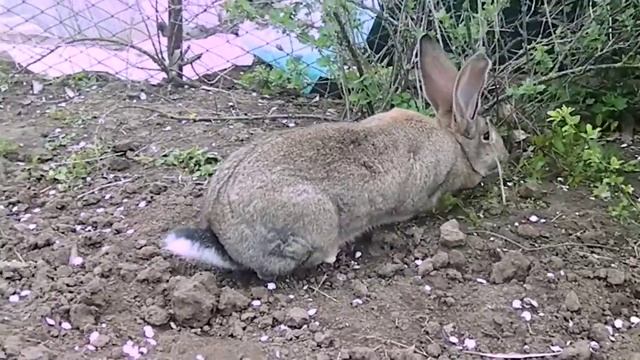 КРОЛИКИ РИЗЕН смотреть онлайн