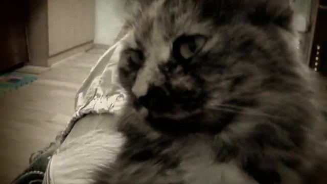 Кошка спит в любой позе =) смотреть онлайн