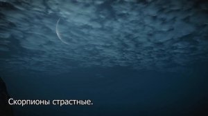 Скорпион - что ждать от него в любви.