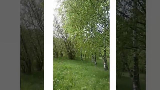 #сиропИзОдуванчика#аптекаподногами Варим сироп из одуванчиков смотреть онлайн