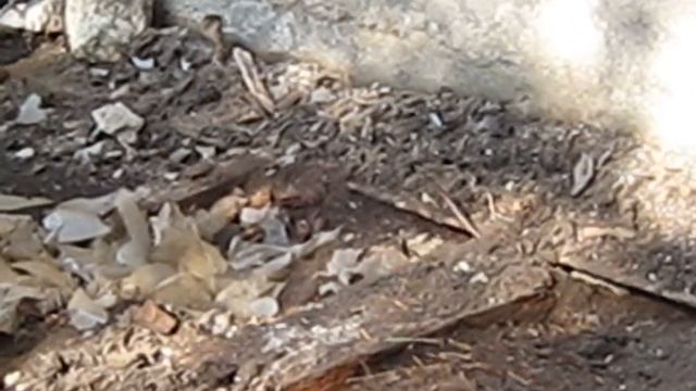 Животные рядом. Мышь спасает детёнышей на моей даче. Материнский инстинкт. смотреть онлайн