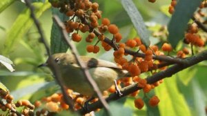 1100405 The plain flowerpecker enjoy the fruit of Edible Debregeasia.