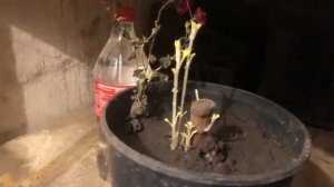 Хризантемы в погребе на зиму