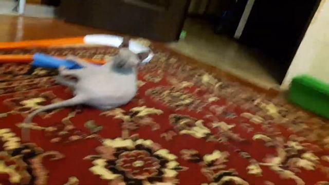 Сфинкс - игривая, домашняя порода!#Коты#Кто такие сфинксы? смотреть онлайн