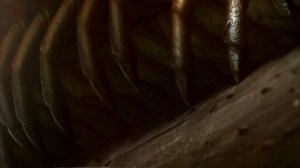 Артроплевра - гигантская сколопендра!