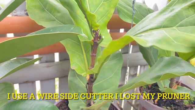 HOW TO GROW MORE BRANCHES FAST AND EASY WAY | FIDDLE LEAF FIG смотреть онлайн