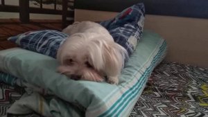 Зачем стирать одеяло и подушки? Лайфхаки