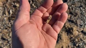 GPX 6000 Gold Monster 1000 / depth Test / what’s the Difference?