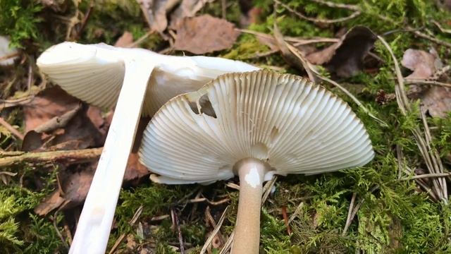 Zweifarbiger Scheidenstreifling, Unterteilter Streifling, Amanita battarrae смотреть онлайн