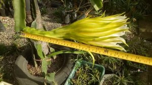 How to protect your dragon fruit flowers from the rain || Pagkakaiba ng Hybrid at Common Flowers