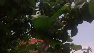 8 мая 2018 г.Слива( выламывание и пиницирование ) , (прищипывание)