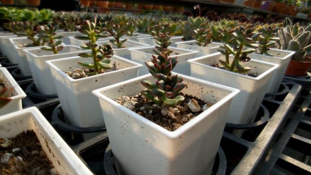 Echeveria 'Supia' 多肉植物圖鑑 森之妖精 смотреть онлайн