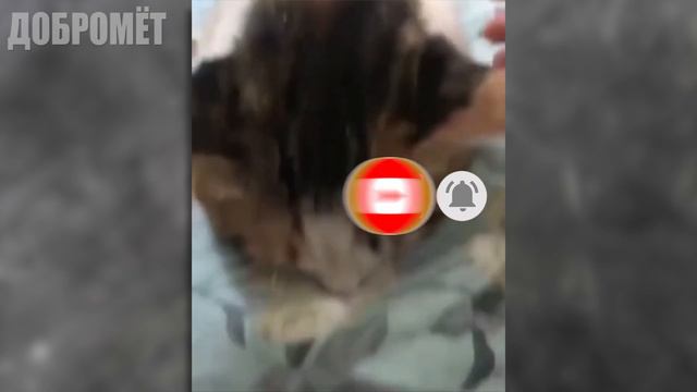 [#2] Приколы с животными 😹 | Смешные кошки и собаками смотреть онлайн