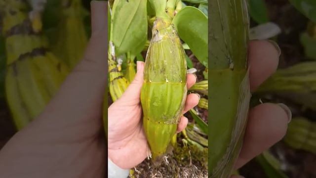 This orchid plants will growing on wood #satisfying