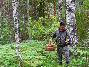 Белые грибы и лисички в августе. Грибное лето. Грибы 2023