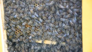 Стеклянный улей. Наблюдаем работу пчёл через стекло 2016 год