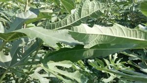 Кусты инжира без укрытия, полива, удобрения. Черный крымский, Брунсвик