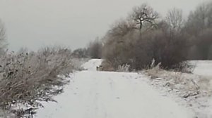 ОТПУСКАЮ ВОЛКА НА ВОЛЮ по многочисленным просьбам! Let THE WOLF GO FREE!