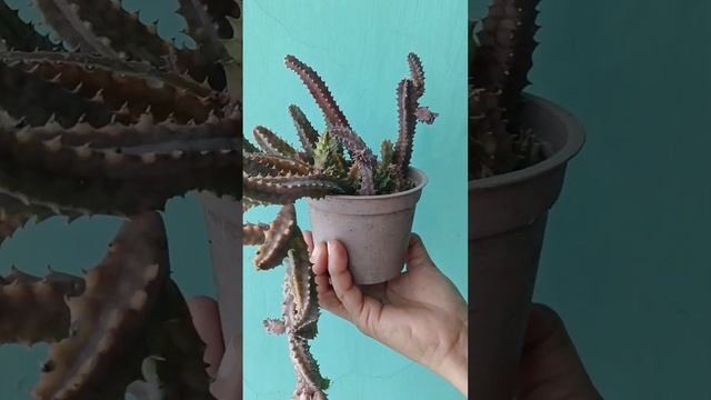 HUERNIA ZEBRINA PLANT