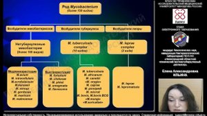 Микробиологическая диагностика туберкулёза. Применение современных технологий